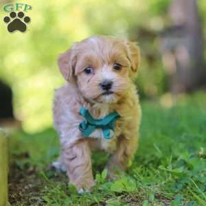 Norris, Maltipoo Puppy